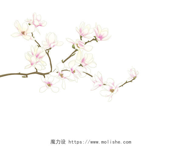 粉色手绘水墨古风中国风工笔画白玉兰花枝元素PNG素材